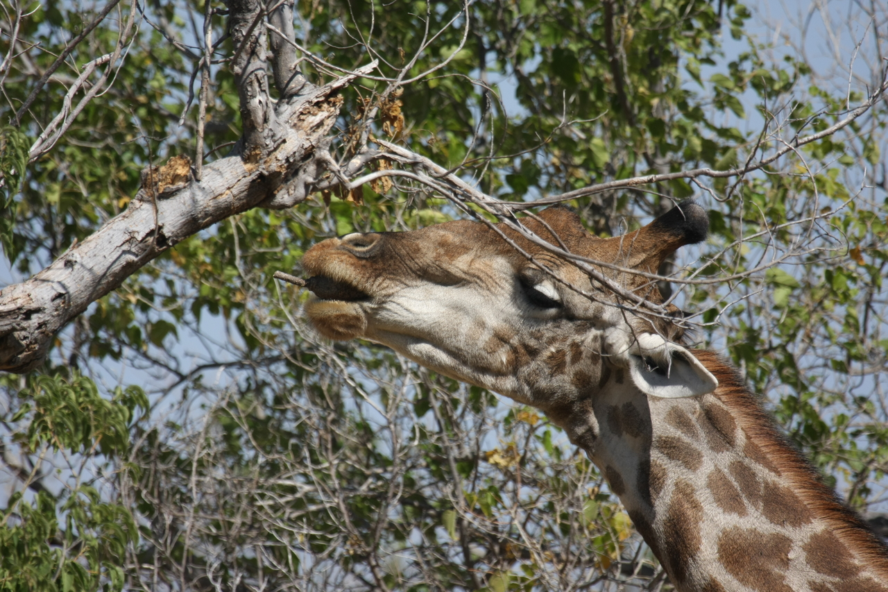 [24538] 2016_06_30_06_29_42_Africa_Canon_EOS_40D_IMG__11732.jpg