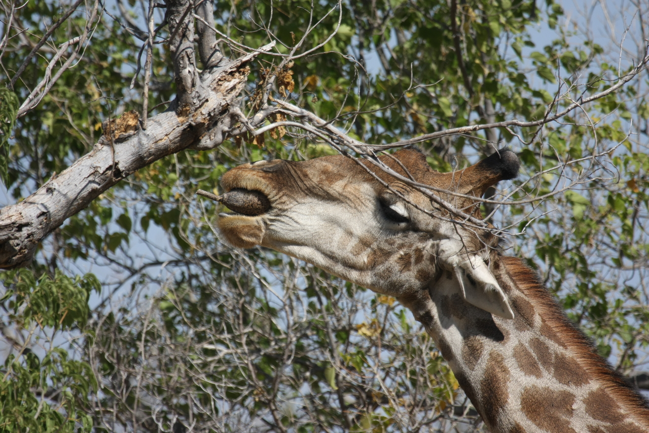 [24542] 2016_06_30_06_29_43_Africa_Canon_EOS_40D_IMG__04286.jpg