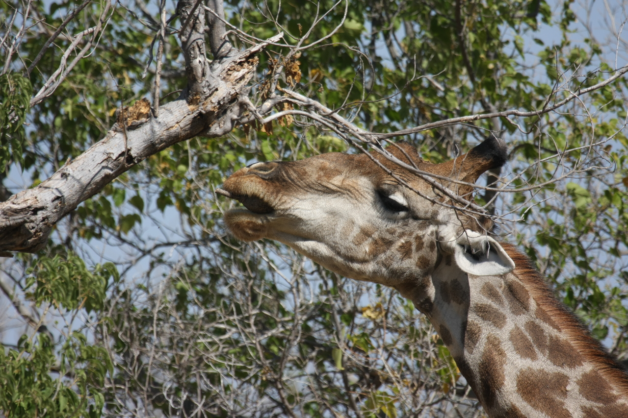 [24547] 2016_06_30_06_29_43_Africa_Canon_EOS_40D_IMG__11735.jpg