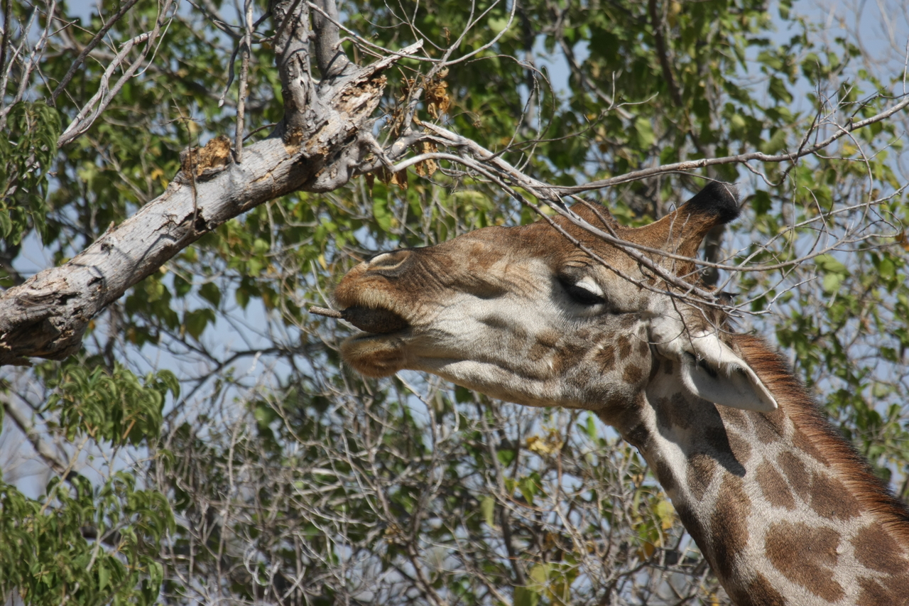 [24555] 2016_06_30_06_29_44_Africa_Canon_EOS_40D_IMG__11737.jpg