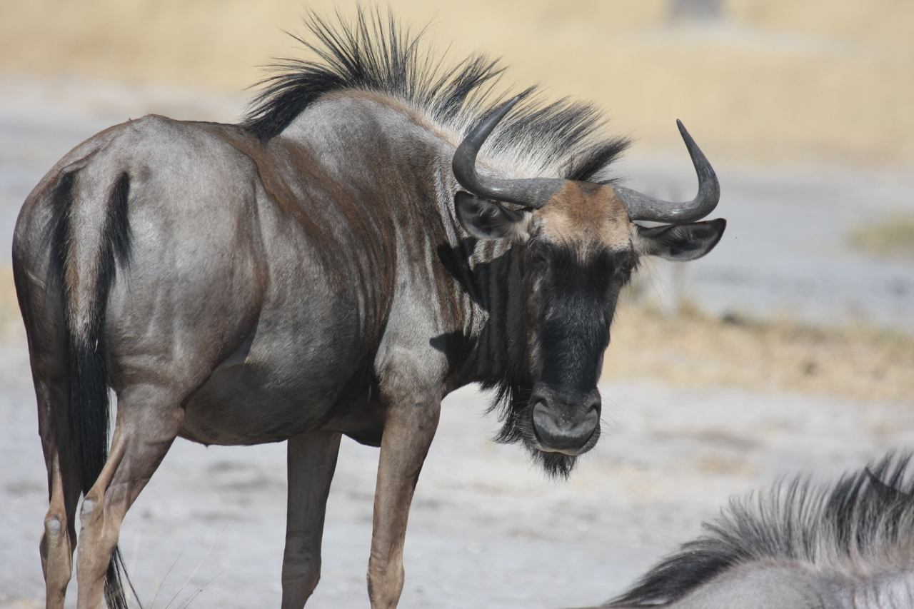 [24578] 2016_06_30_06_36_56_Africa_Canon_EOS_40D_IMG__00574.jpg