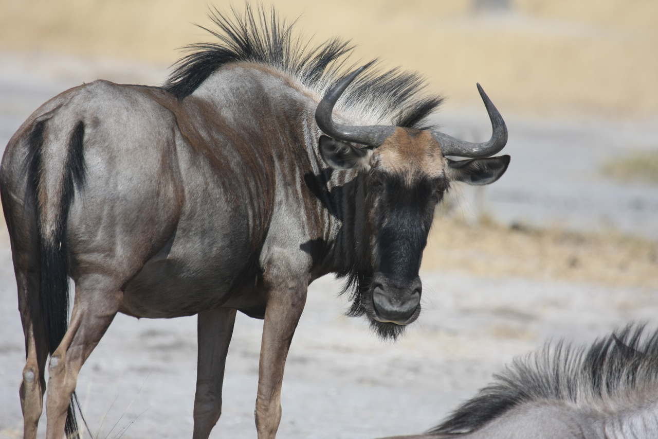 [24579] 2016_06_30_06_36_56_Africa_Canon_EOS_40D_IMG__00575.jpg