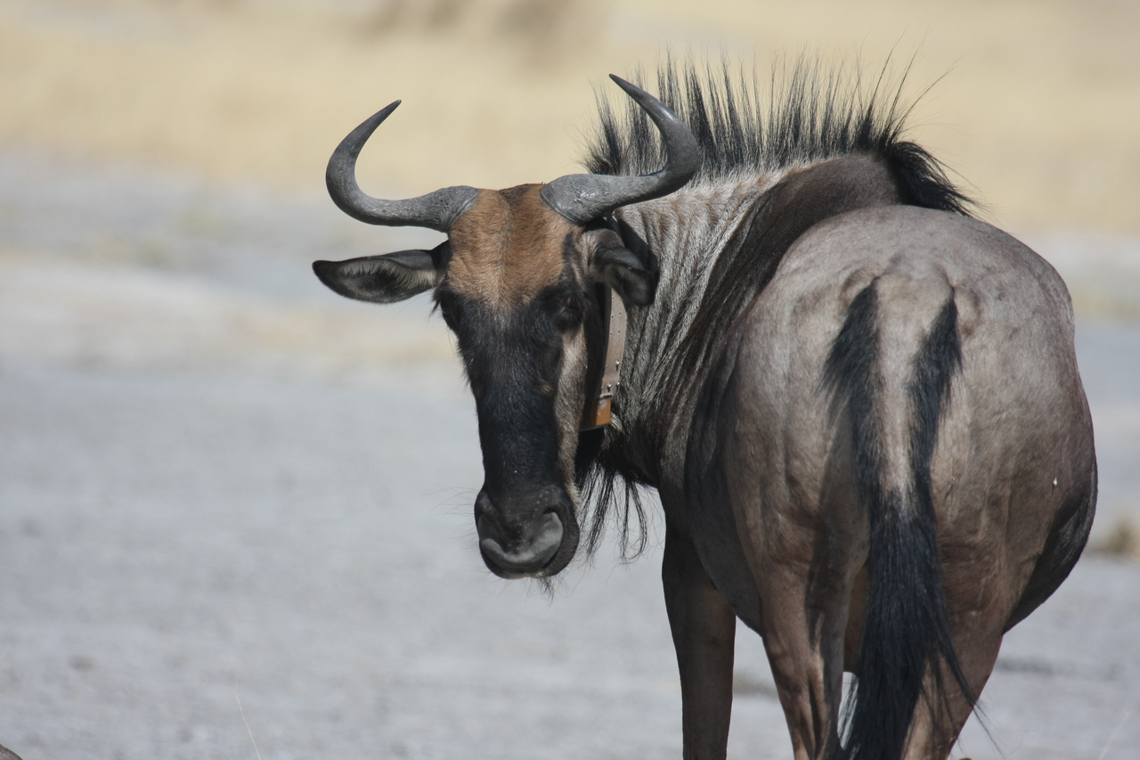 [24591] 2016_06_30_06_37_15_Africa_Canon_EOS_40D_IMG__11750.jpg