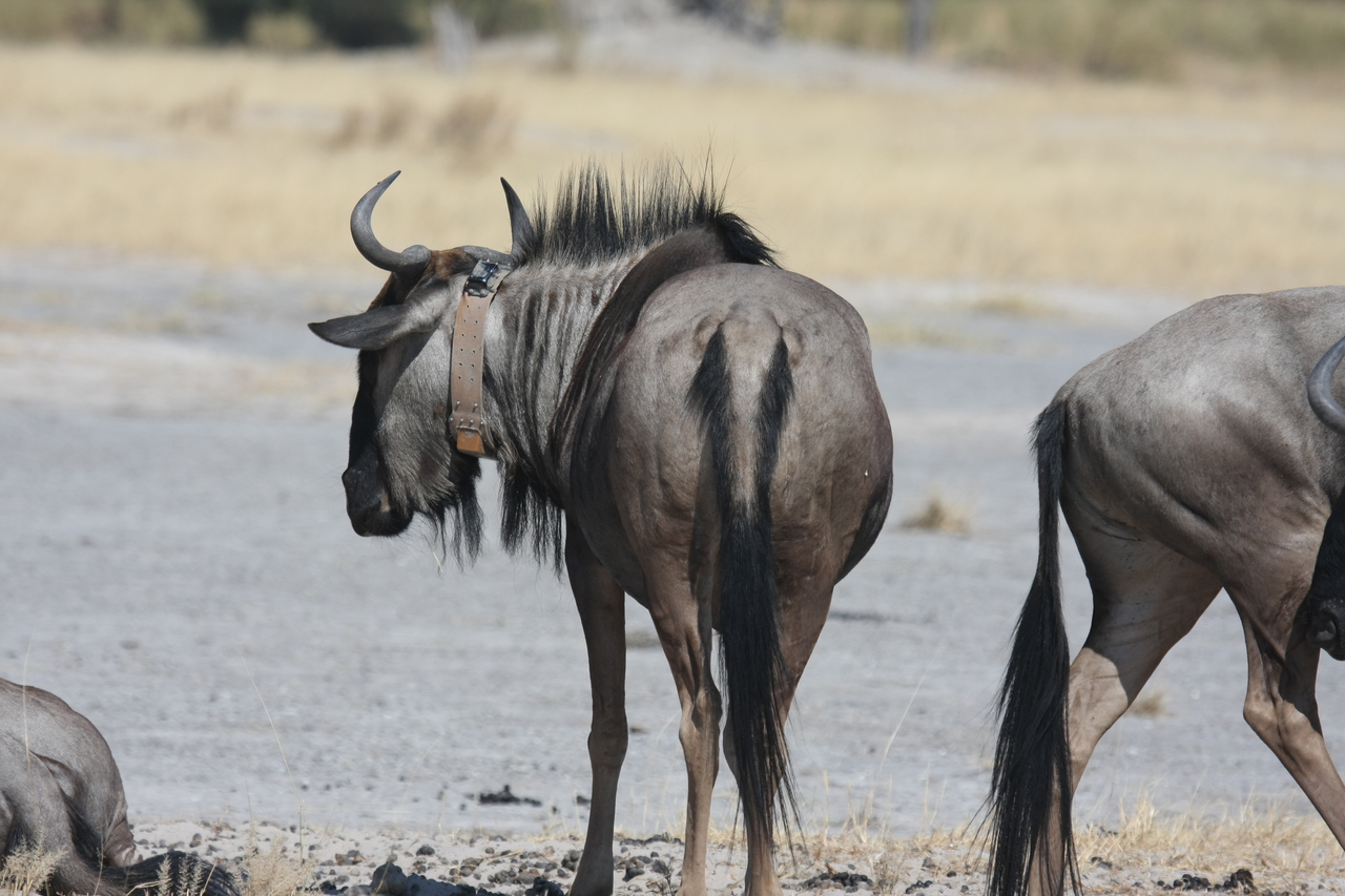 [24595] 2016_06_30_06_37_28_Africa_Canon_EOS_40D_IMG__04305.jpg