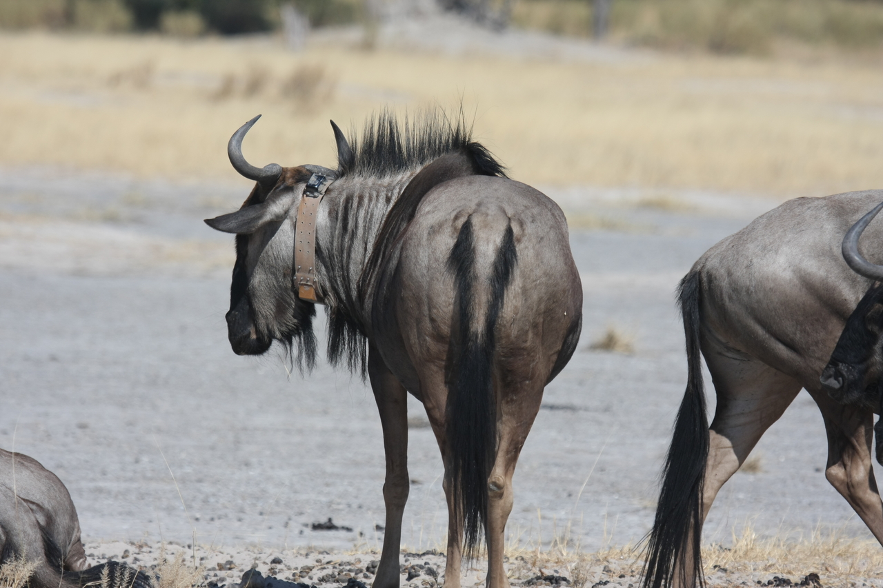 [24598] 2016_06_30_06_37_28_Africa_Canon_EOS_40D_IMG__11754.jpg