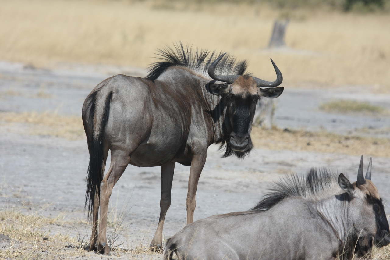 [24600] 2016_06_30_06_37_33_Africa_Canon_EOS_40D_IMG__00583.jpg