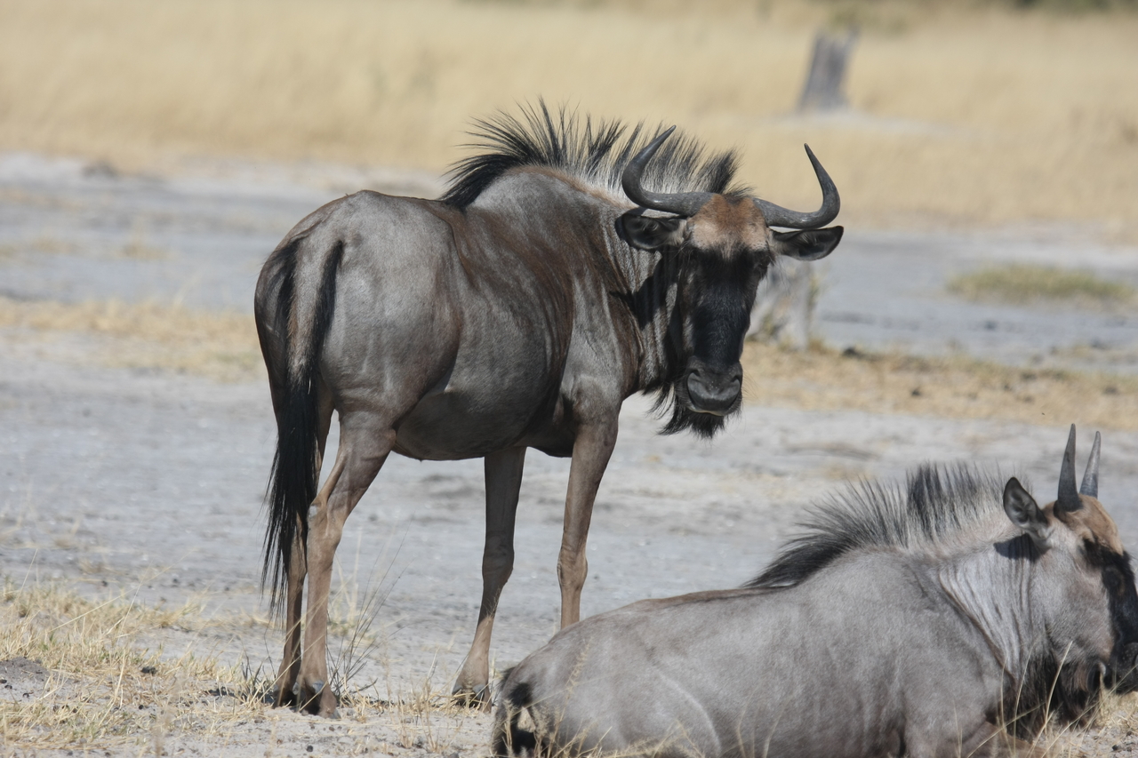 [24601] 2016_06_30_06_37_33_Africa_Canon_EOS_40D_IMG__00584.jpg