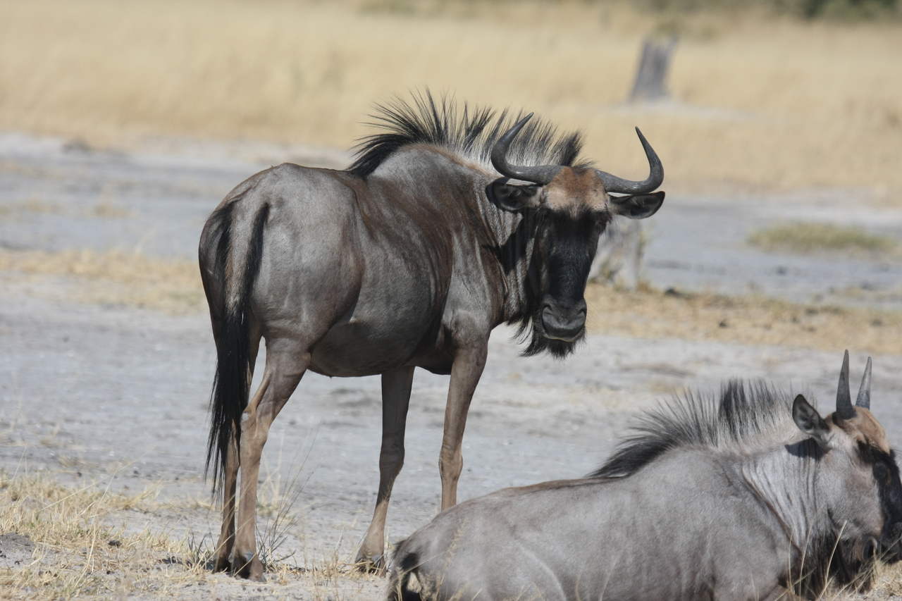 [24605] 2016_06_30_06_37_33_Africa_Canon_EOS_40D_IMG__11755.jpg