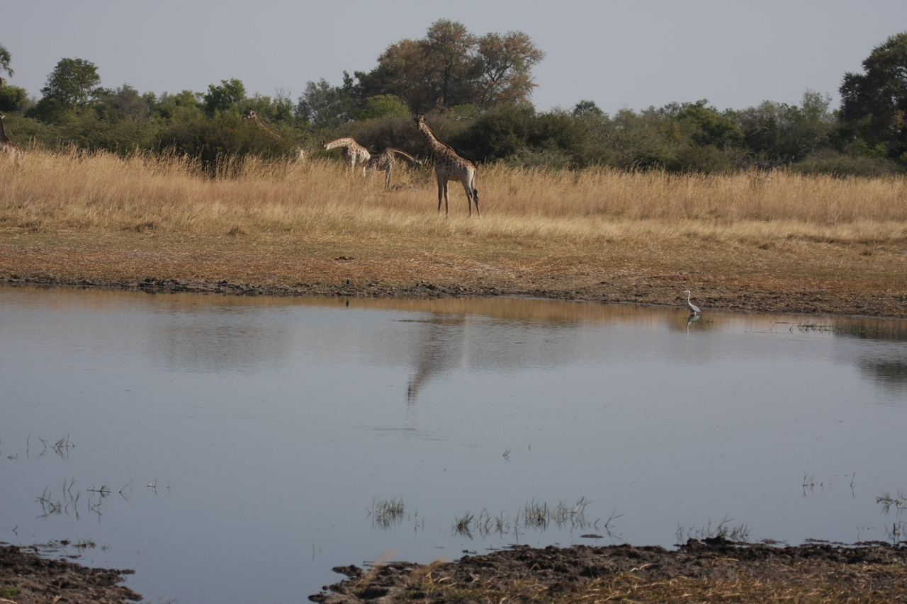 [24661] 2016_06_30_08_57_52_Africa_Canon_EOS_40D_IMG__11758.jpg