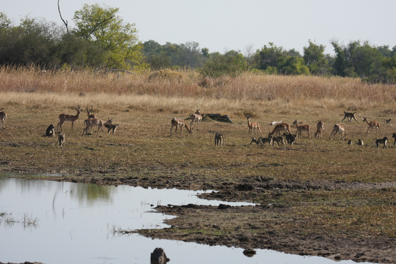 [24669] 2016_06_30_08_58_19_Africa_Canon_EOS_40D_IMG__11760.jpg