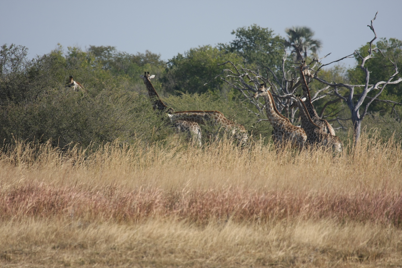 [24690] 2016_06_30_08_58_55_Africa_Canon_EOS_40D_IMG__11768.jpg