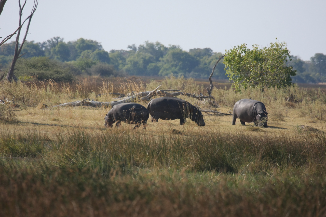 [24700] 2016_06_30_09_03_17_Africa_Canon_EOS_40D_IMG__11772.jpg