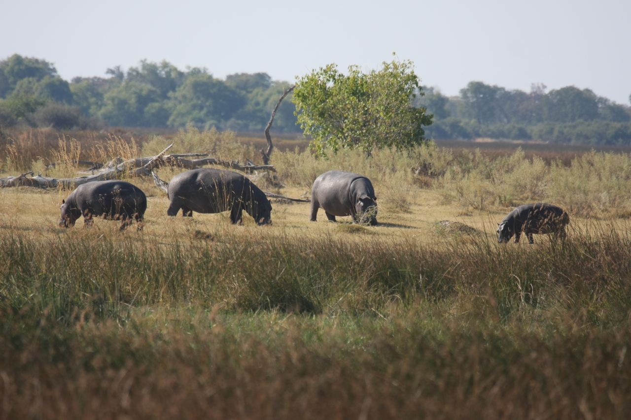 [24705] 2016_06_30_09_03_21_Africa_Canon_EOS_40D_IMG__11773.jpg