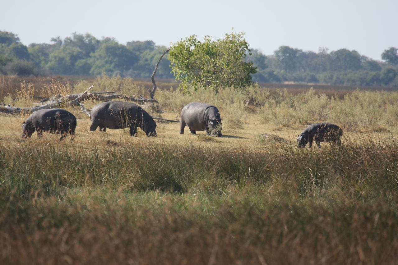 [24706] 2016_06_30_09_03_21_Africa_Canon_EOS_40D_IMG__11774.jpg