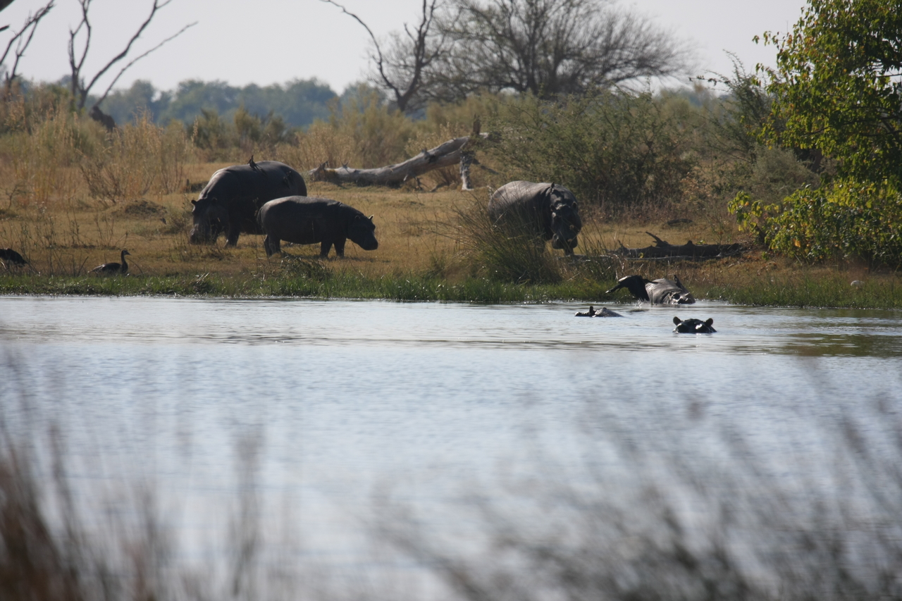 [24762] 2016_06_30_09_06_23_Africa_Canon_EOS_40D_IMG__04348.jpg