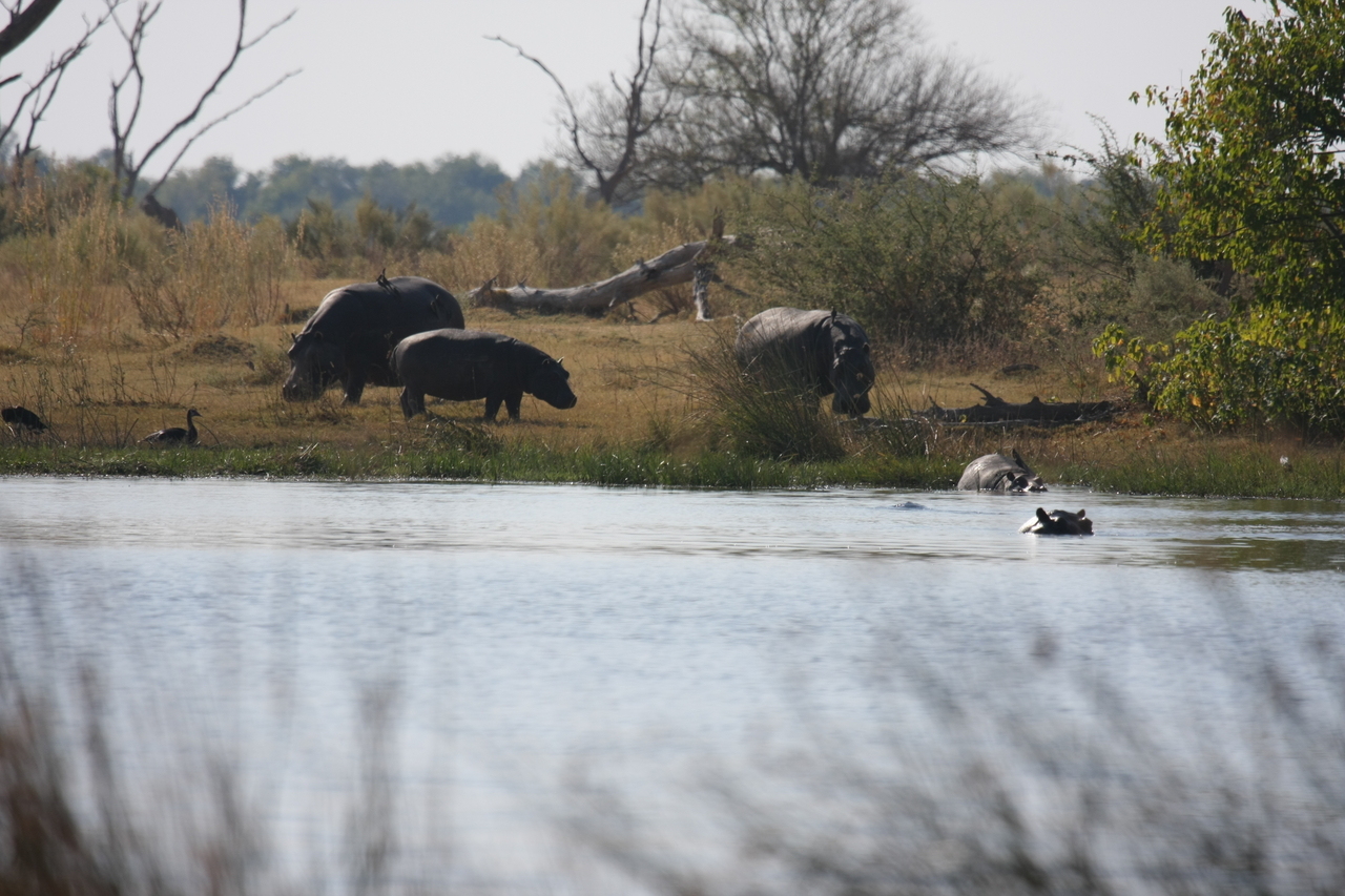 [24771] 2016_06_30_09_06_25_Africa_Canon_EOS_40D_IMG__04352.jpg