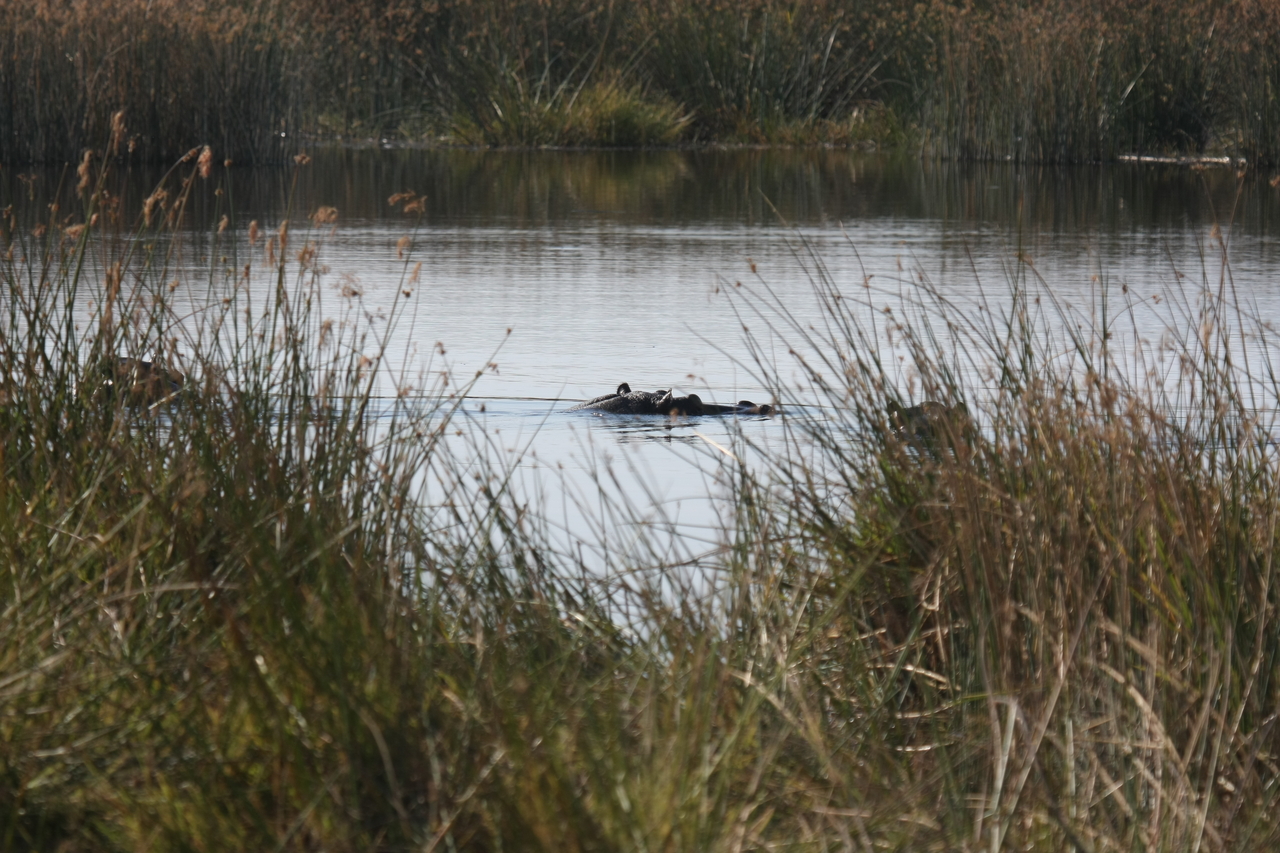 [24791] 2016_06_30_09_15_48_Africa_Canon_EOS_40D_IMG__00633.jpg