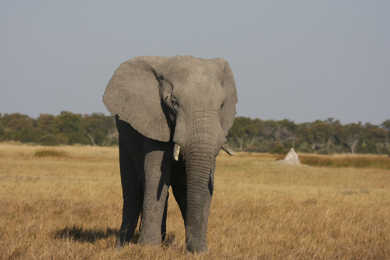 [24824] 2016_06_30_09_58_03_Africa_Canon_EOS_40D_IMG__04367.jpg