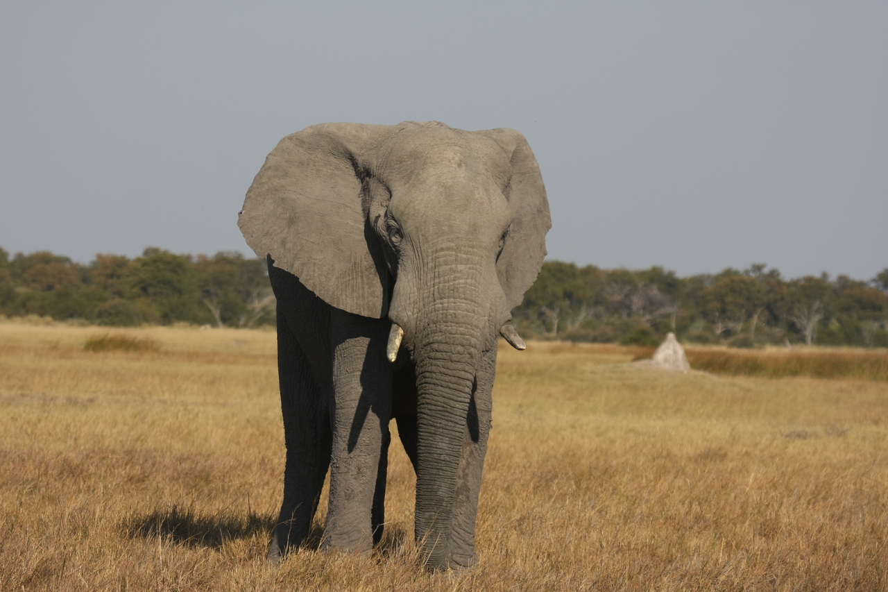 [24825] 2016_06_30_09_58_03_Africa_Canon_EOS_40D_IMG__11813.jpg