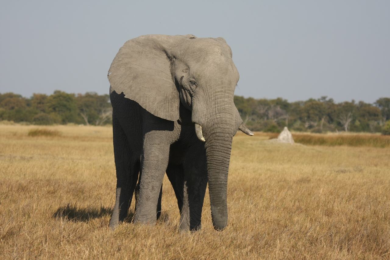 [24829] 2016_06_30_09_58_05_Africa_Canon_EOS_40D_IMG__11815.jpg