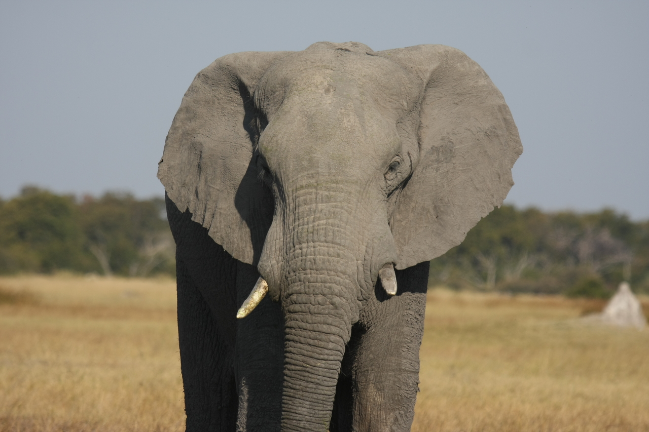 [24840] 2016_06_30_09_58_11_Africa_Canon_EOS_40D_IMG__04373.jpg