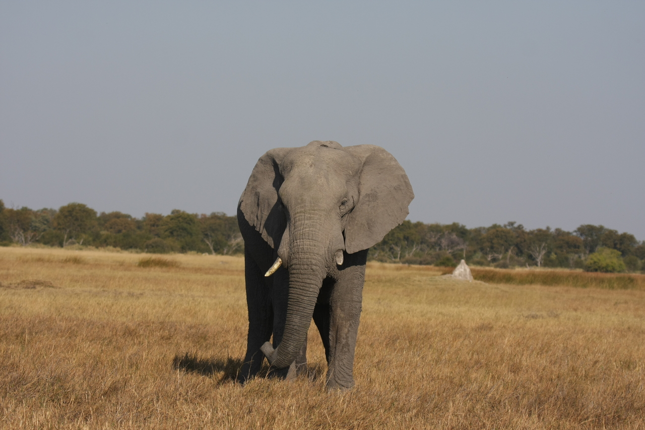 [24867] 2016_06_30_09_58_28_Africa_Canon_EOS_40D_IMG__00658.jpg