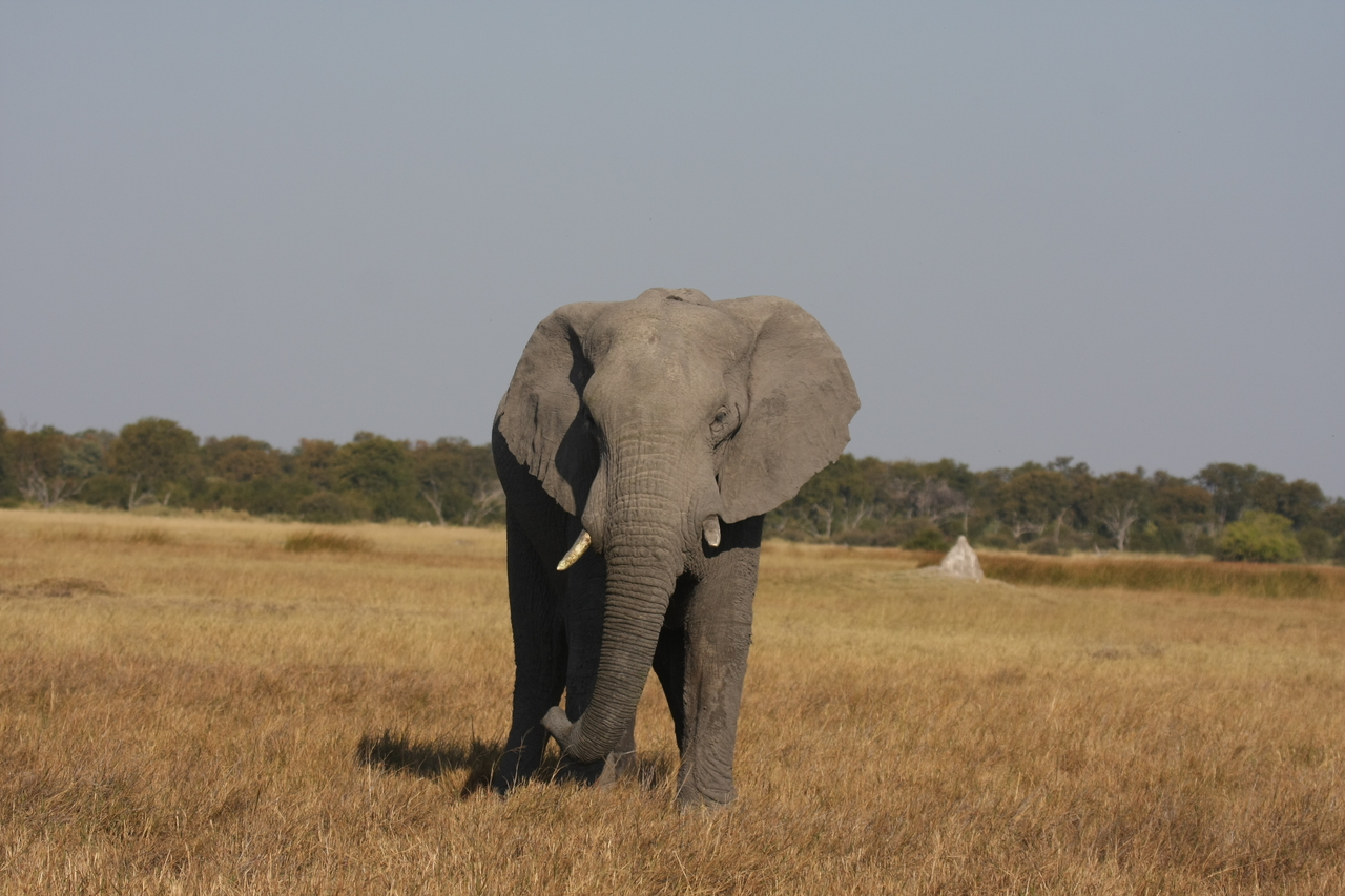 [24870] 2016_06_30_09_58_28_Africa_Canon_EOS_40D_IMG__11829.jpg