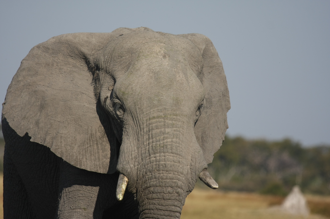 [24885] 2016_06_30_09_59_19_Africa_Canon_EOS_40D_IMG__04389.jpg