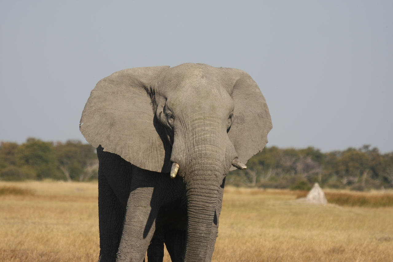 [24908] 2016_06_30_10_00_09_Africa_Canon_EOS_40D_IMG__00673.jpg