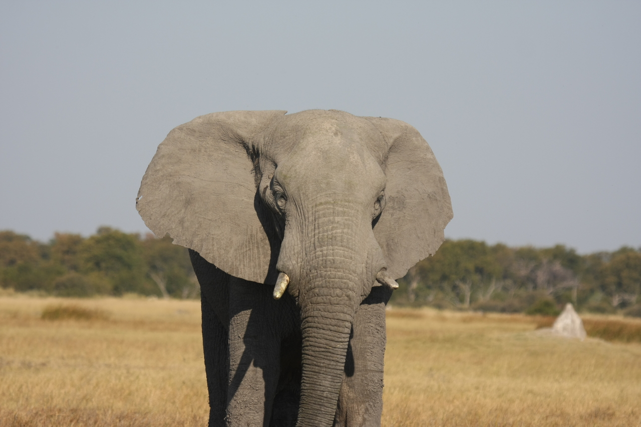 [24916] 2016_06_30_10_00_15_Africa_Canon_EOS_40D_IMG__00677.jpg