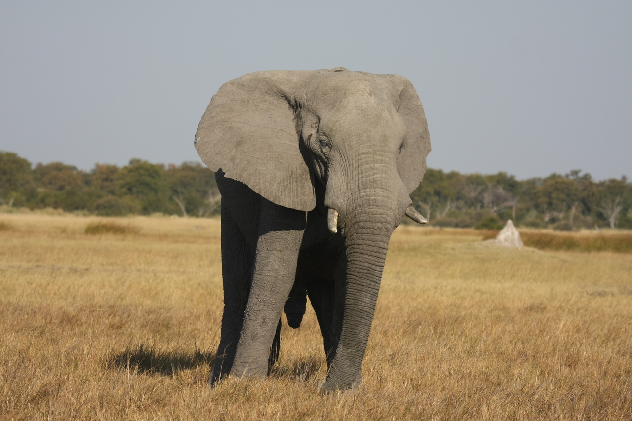 [24927] 2016_06_30_10_00_29_Africa_Canon_EOS_40D_IMG__04405.jpg