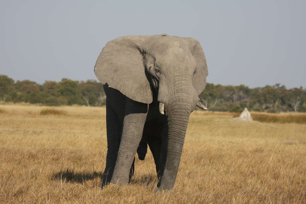 [24931] 2016_06_30_10_00_29_Africa_Canon_EOS_40D_IMG__11854.jpg