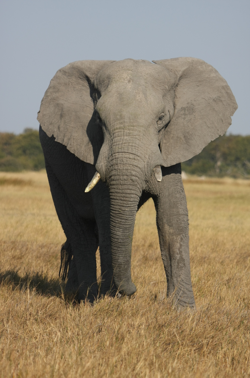 [24936] 2016_06_30_10_01_14_Africa_Canon_EOS_40D_IMG__00684.jpg
