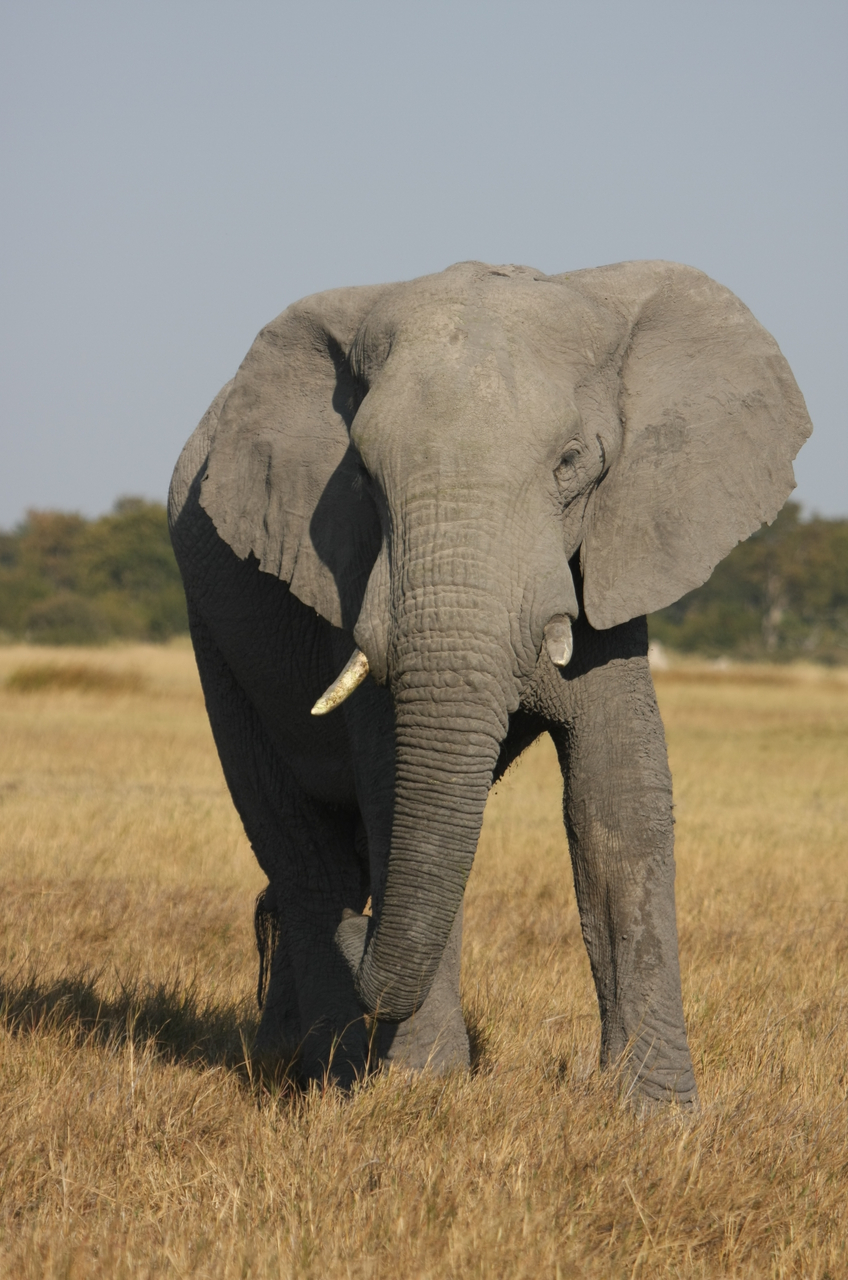 [24951] 2016_06_30_10_01_19_Africa_Canon_EOS_40D_IMG__00689.jpg