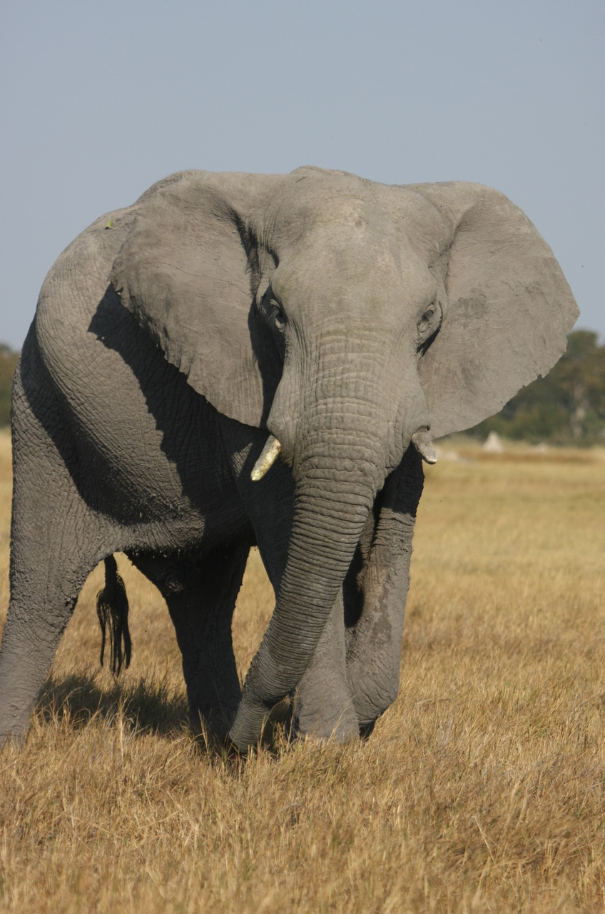 [24959] 2016_06_30_10_01_23_Africa_Canon_EOS_40D_IMG__00692.jpg