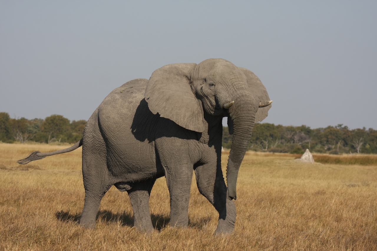 [24967] 2016_06_30_10_01_33_Africa_Canon_EOS_40D_IMG__11867.jpg
