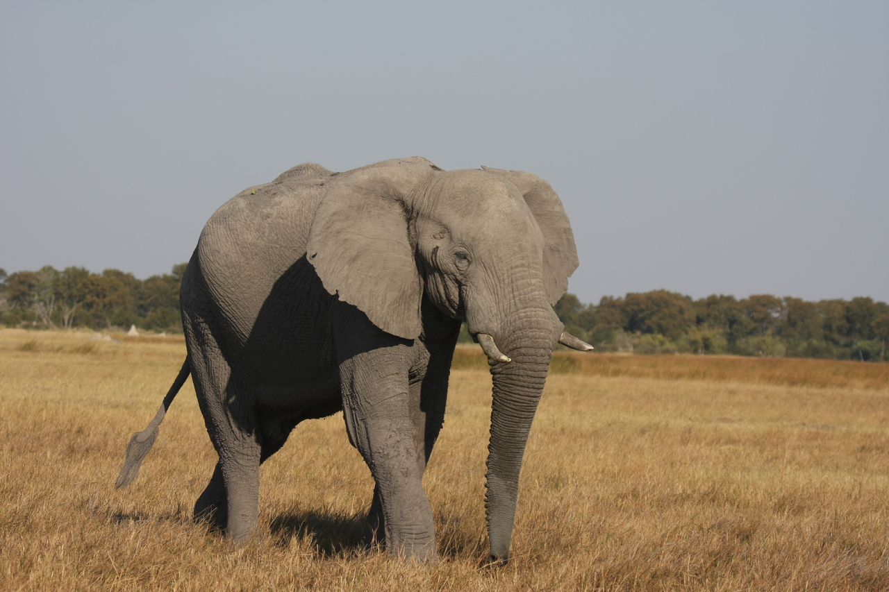 [24978] 2016_06_30_10_01_37_Africa_Canon_EOS_40D_IMG__11870.jpg