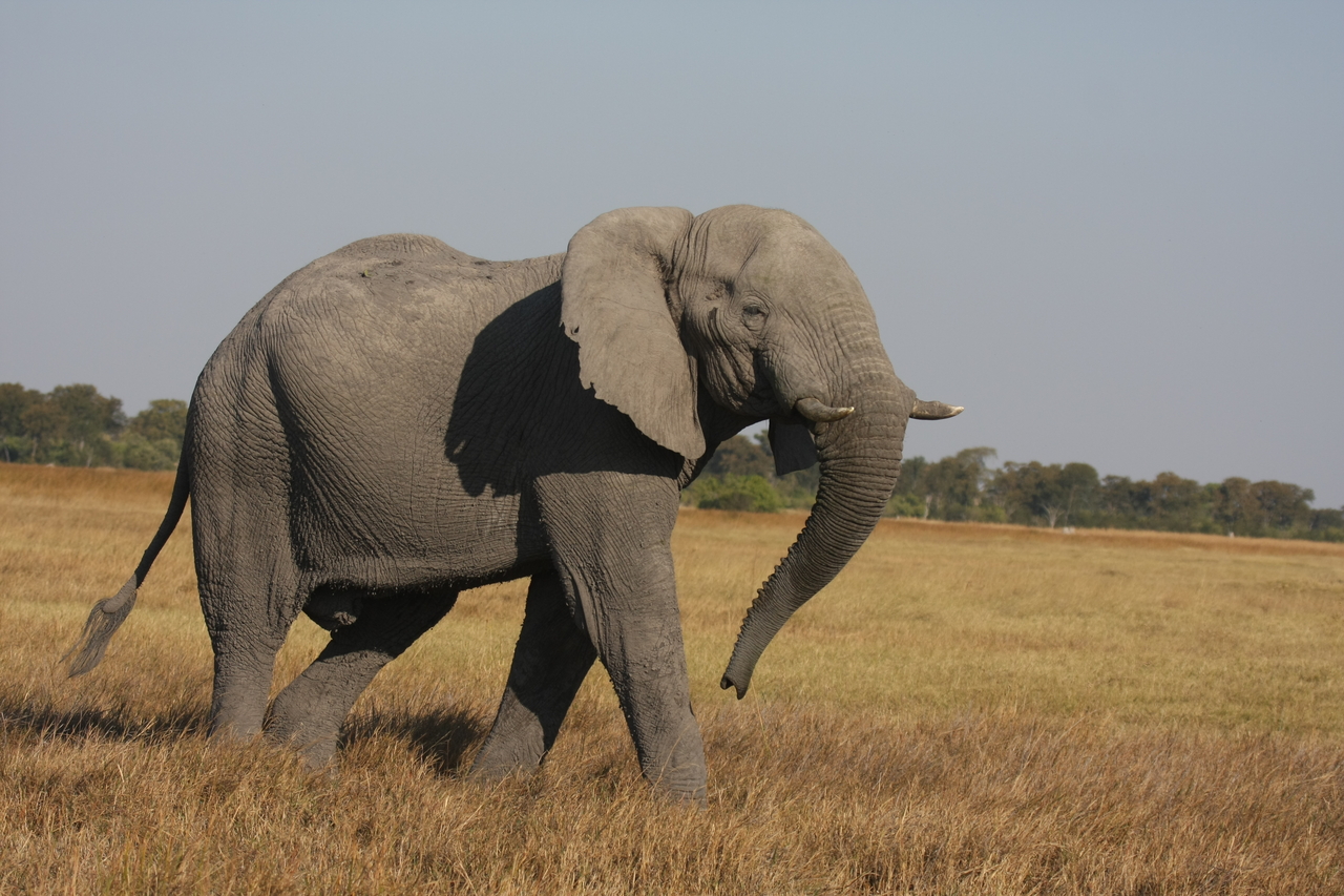 [24990] 2016_06_30_10_01_46_Africa_Canon_EOS_40D_IMG__11874.jpg