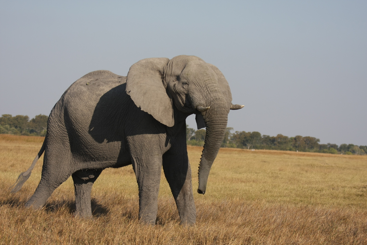 [24993] 2016_06_30_10_01_47_Africa_Canon_EOS_40D_IMG__00705.jpg