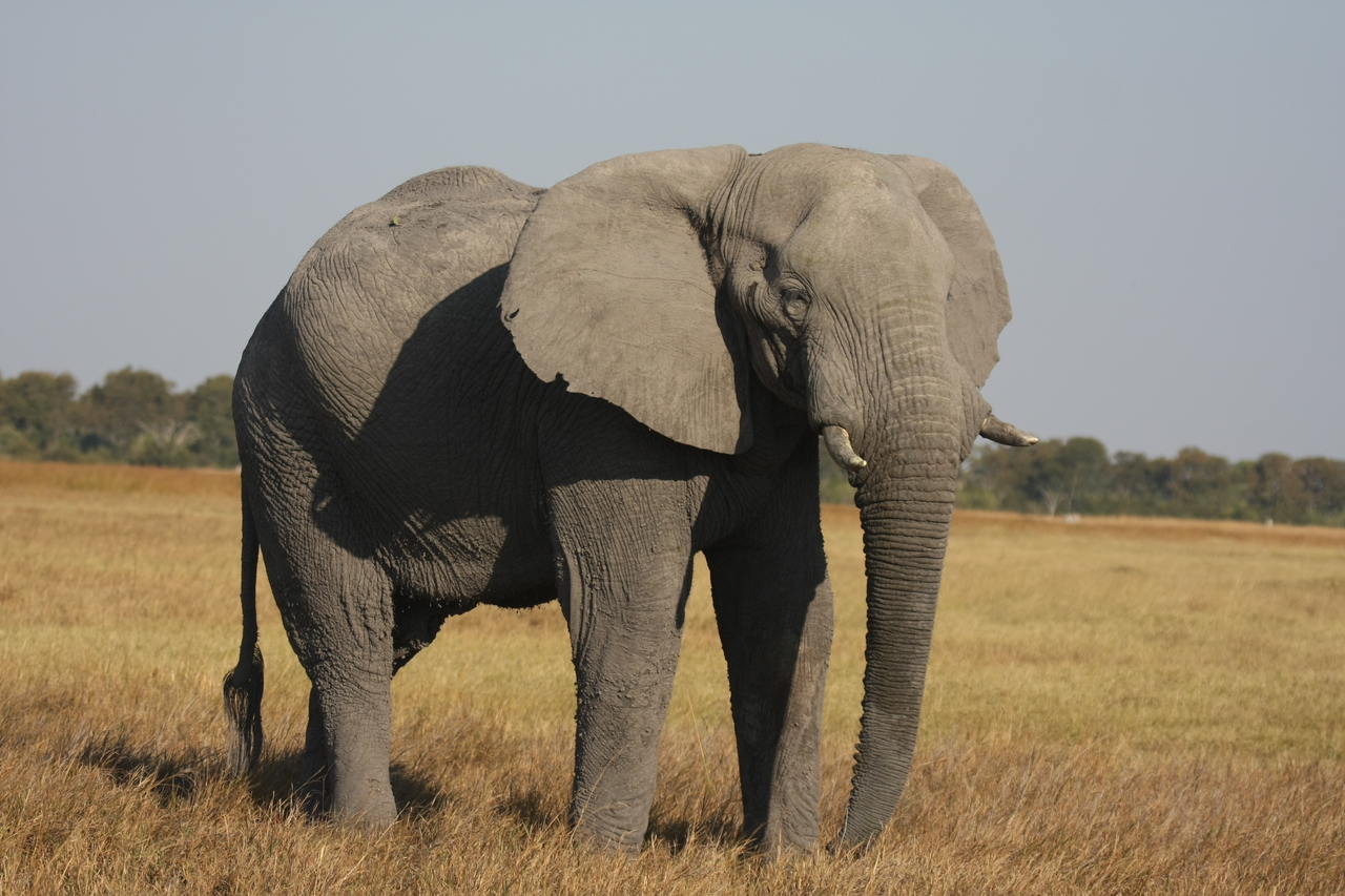 [25026] 2016_06_30_10_02_04_Africa_Canon_EOS_40D_IMG__00717.jpg