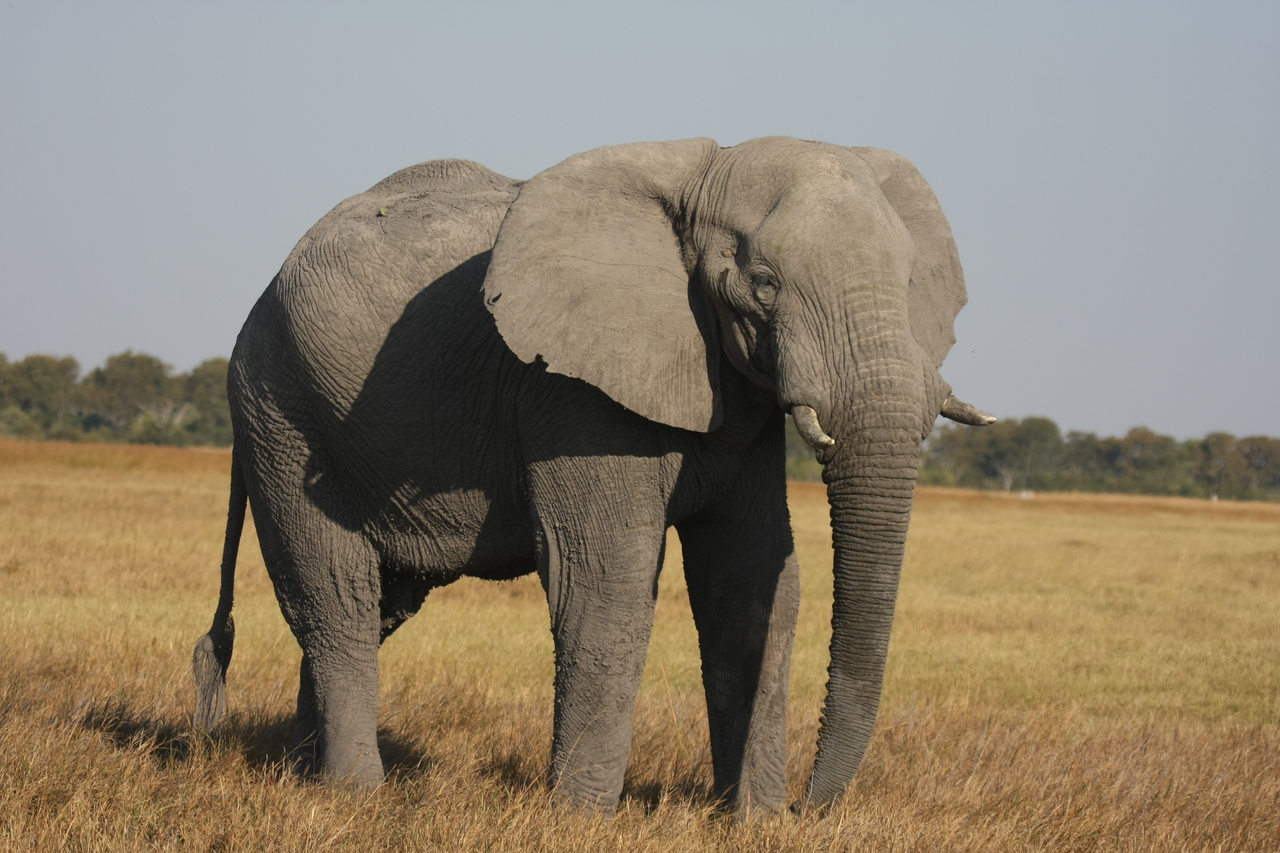 [25029] 2016_06_30_10_02_04_Africa_Canon_EOS_40D_IMG__11889.jpg