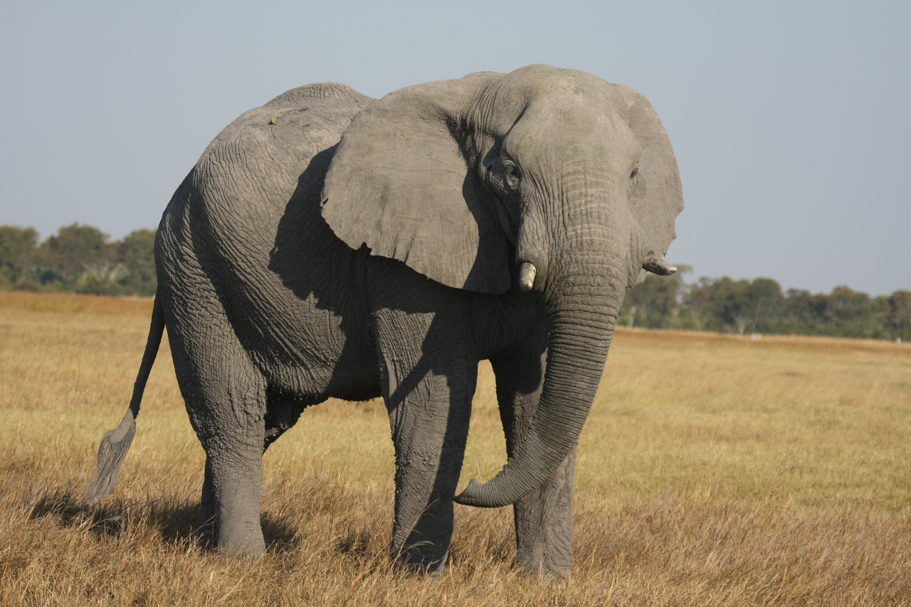 [25046] 2016_06_30_10_02_29_Africa_Canon_EOS_40D_IMG__00723.jpg