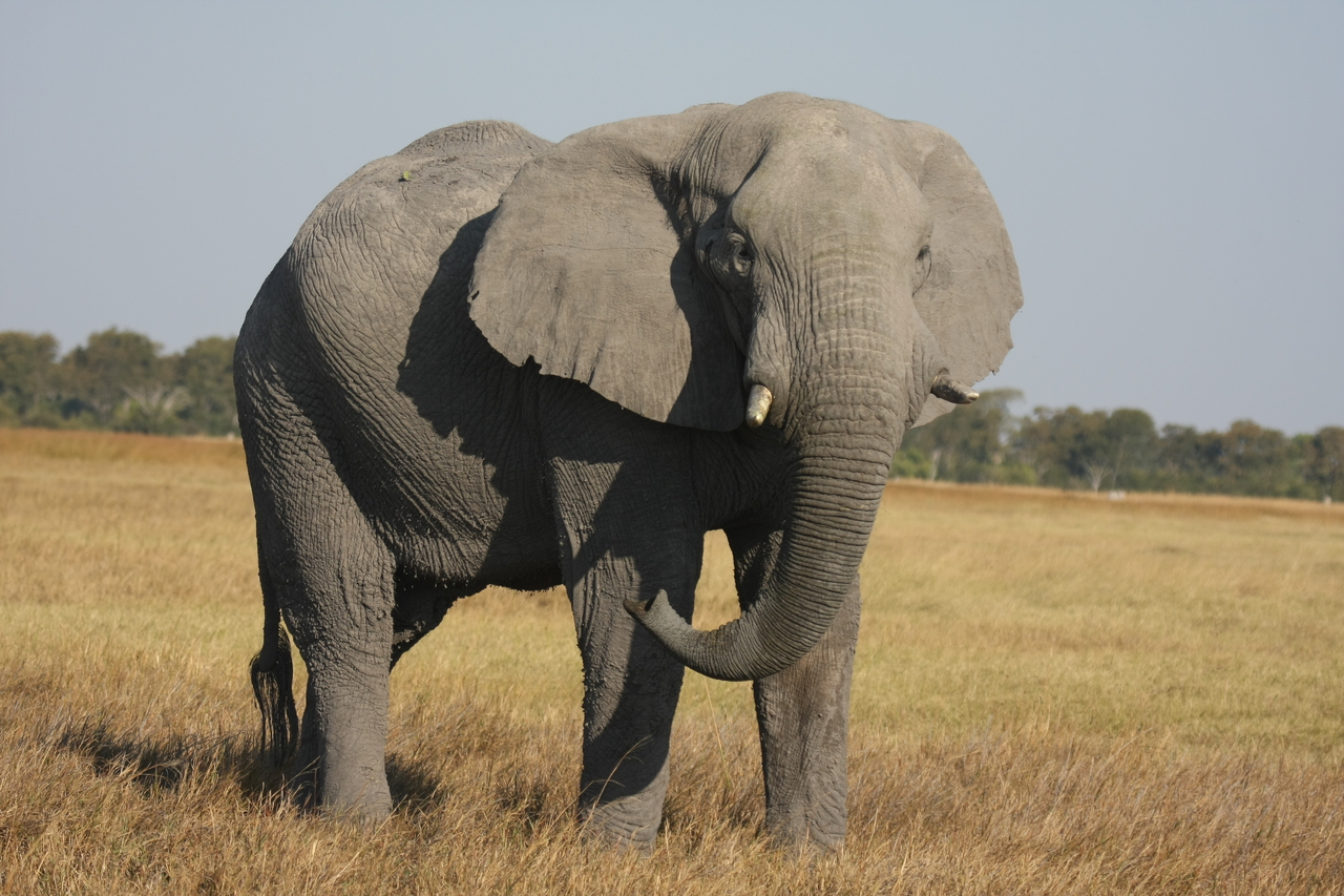 [25054] 2016_06_30_10_02_29_Africa_Canon_EOS_40D_IMG__11899.jpg