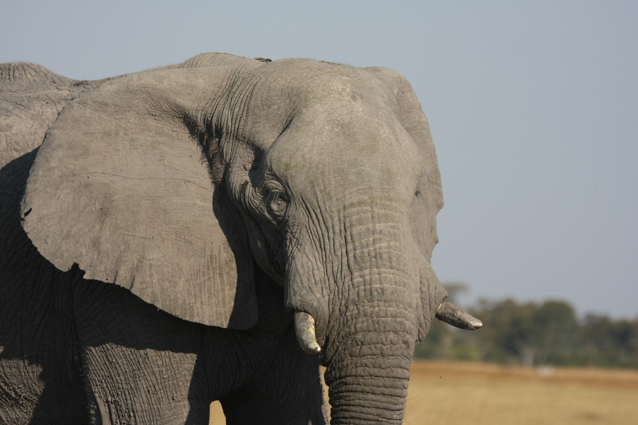 [25065] 2016_06_30_10_02_41_Africa_Canon_EOS_40D_IMG__11902.jpg