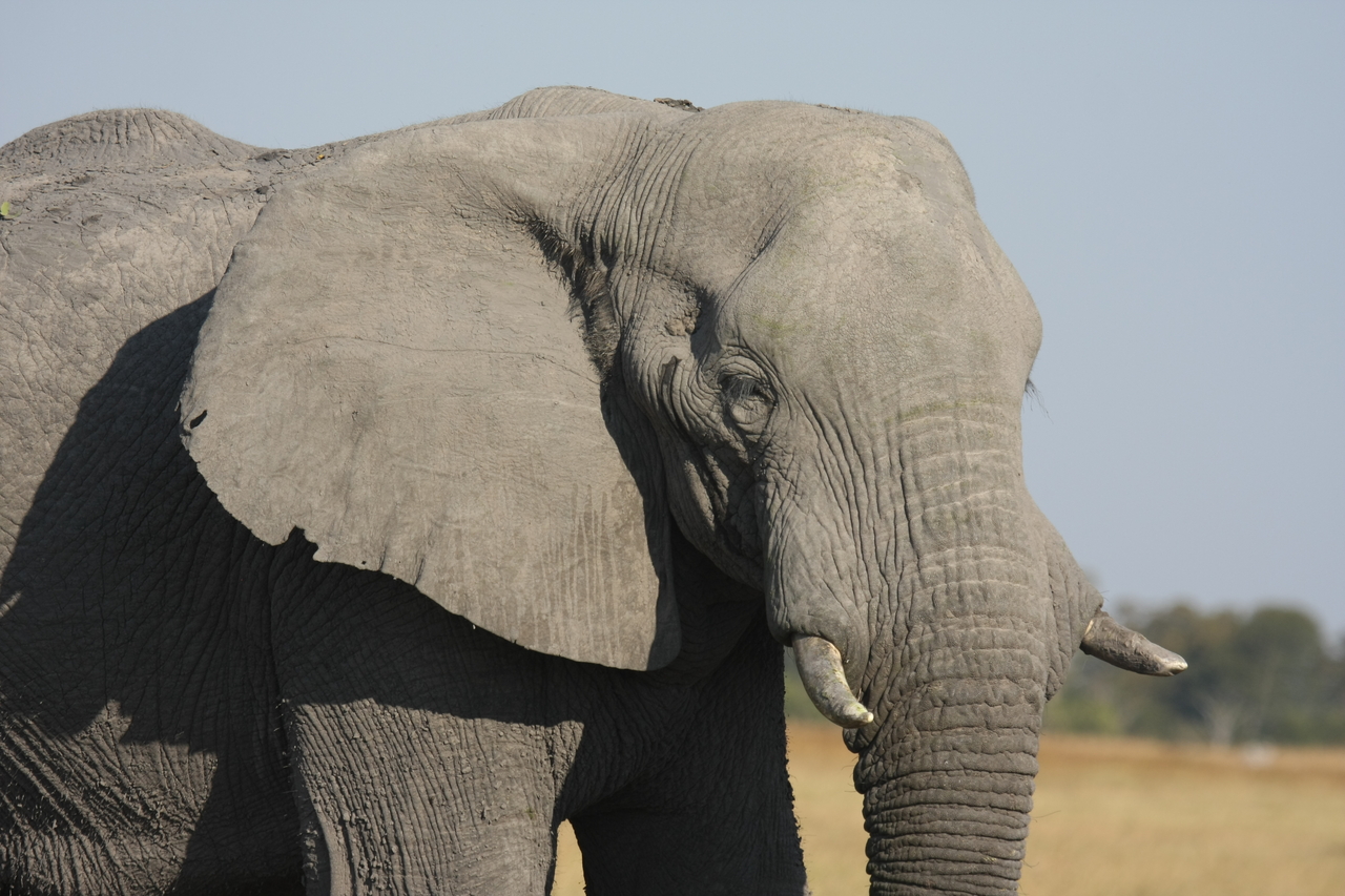 [25068] 2016_06_30_10_02_43_Africa_Canon_EOS_40D_IMG__04457.jpg