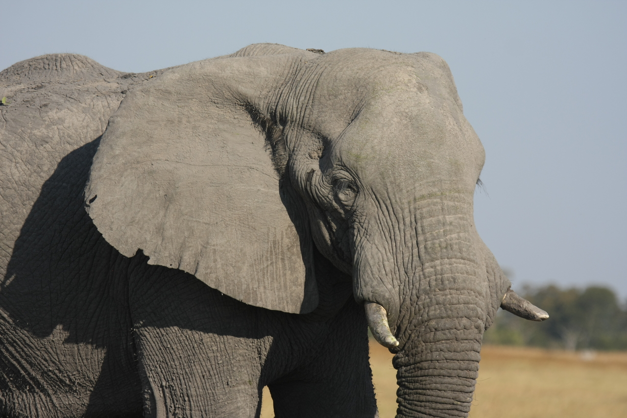[25070] 2016_06_30_10_02_44_Africa_Canon_EOS_40D_IMG__00732.jpg