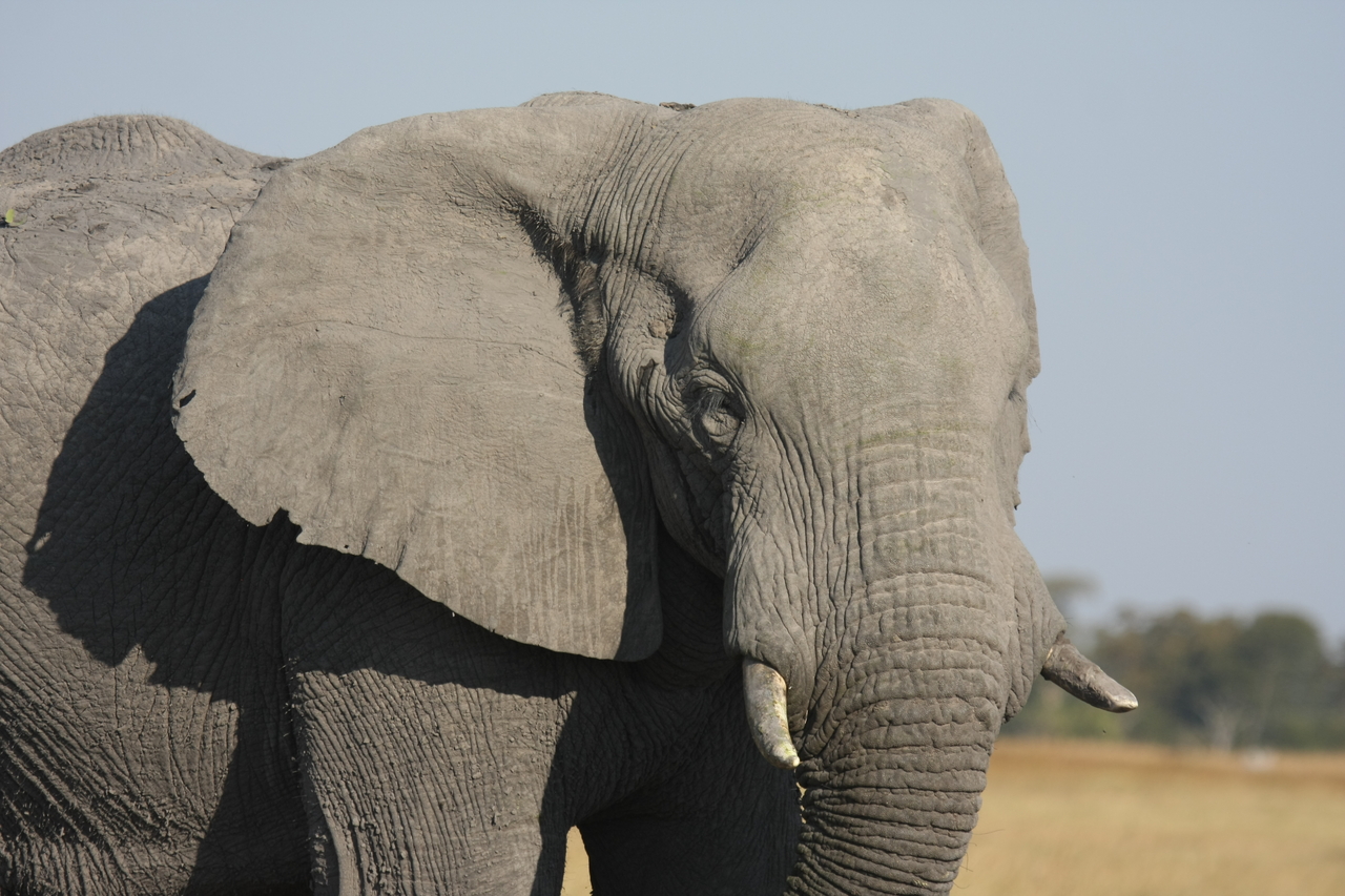 [25071] 2016_06_30_10_02_44_Africa_Canon_EOS_40D_IMG__00733.jpg