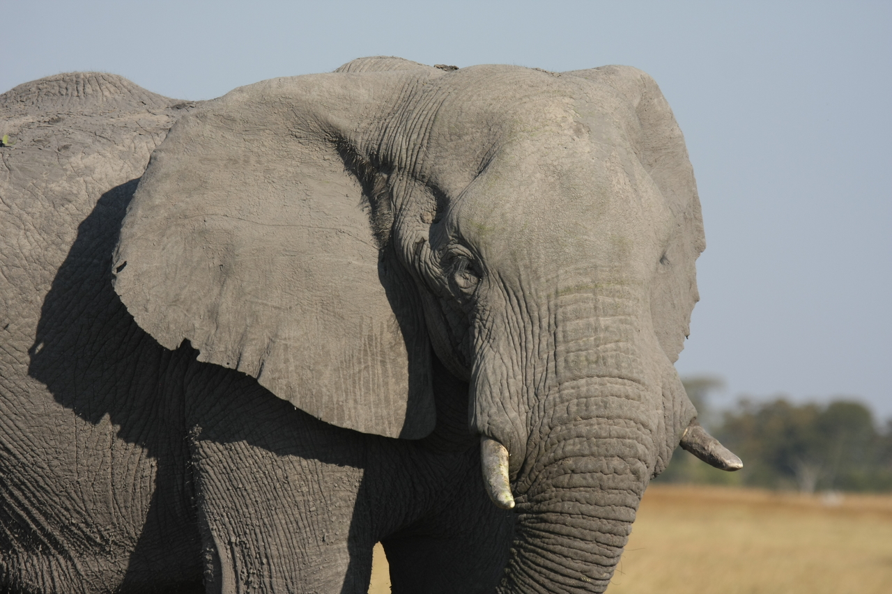 [25084] 2016_06_30_10_02_45_Africa_Canon_EOS_40D_IMG__11910.jpg