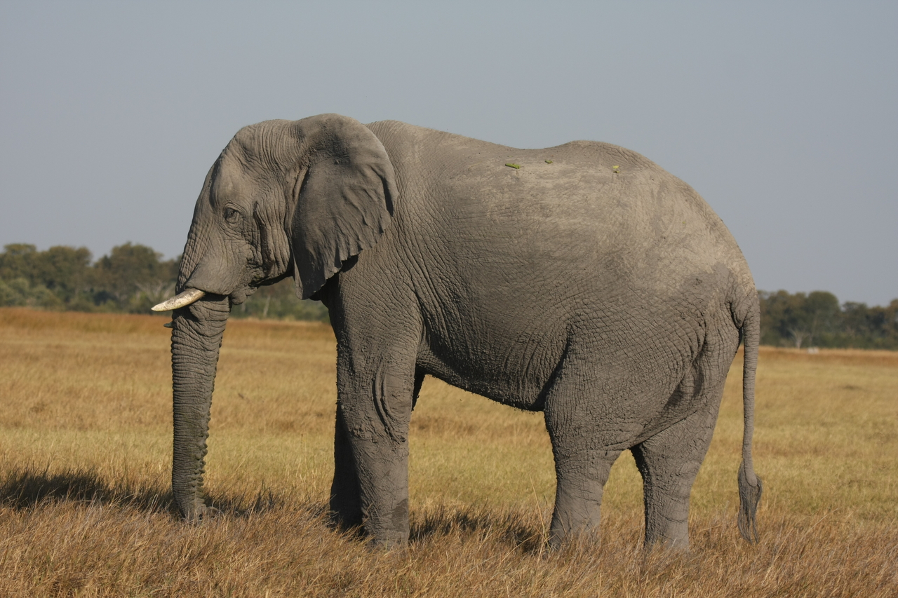 [25107] 2016_06_30_10_03_43_Africa_Canon_EOS_40D_IMG__11917.jpg