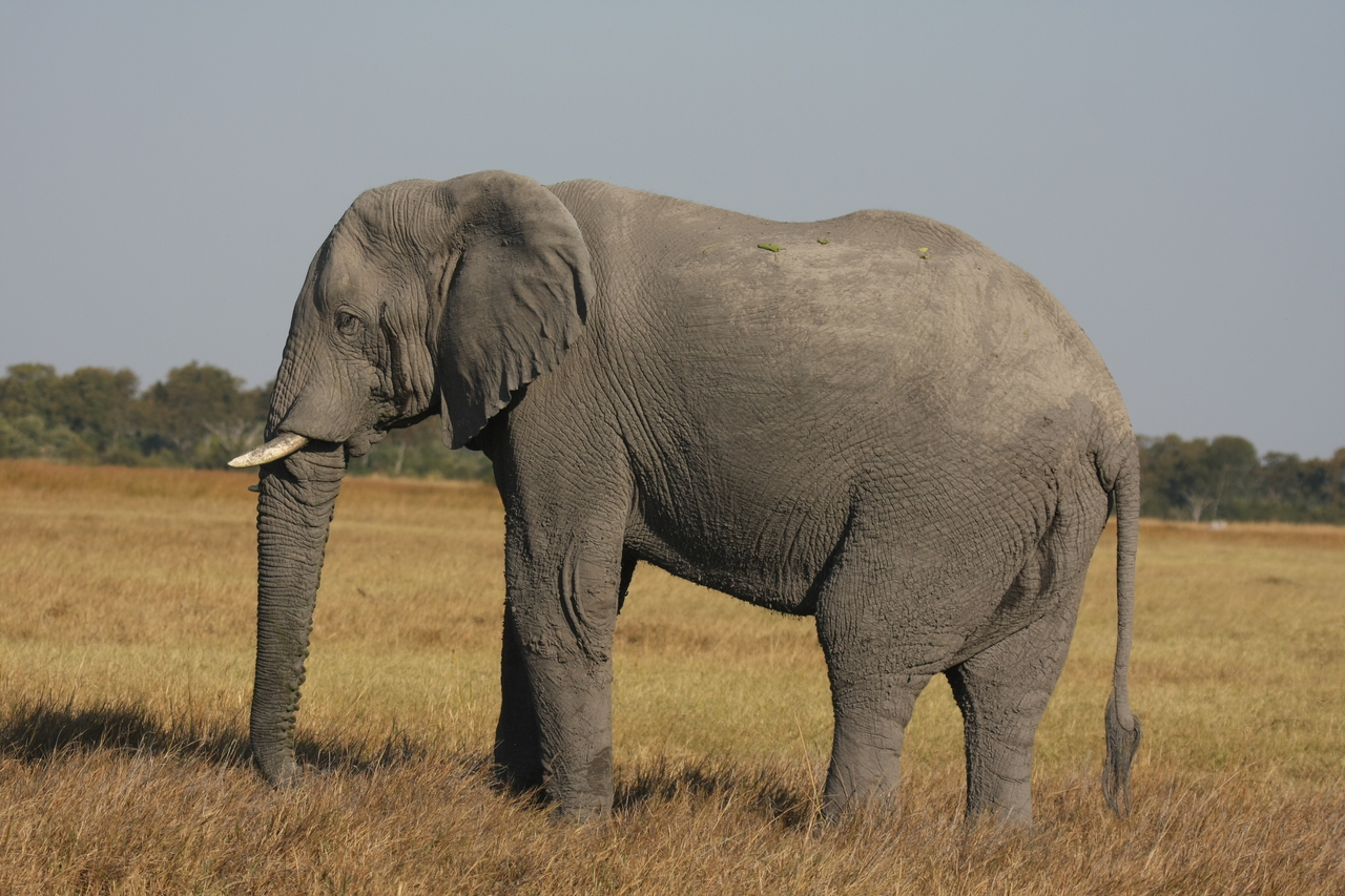 [25108] 2016_06_30_10_03_43_Africa_Canon_EOS_40D_IMG__11918.jpg